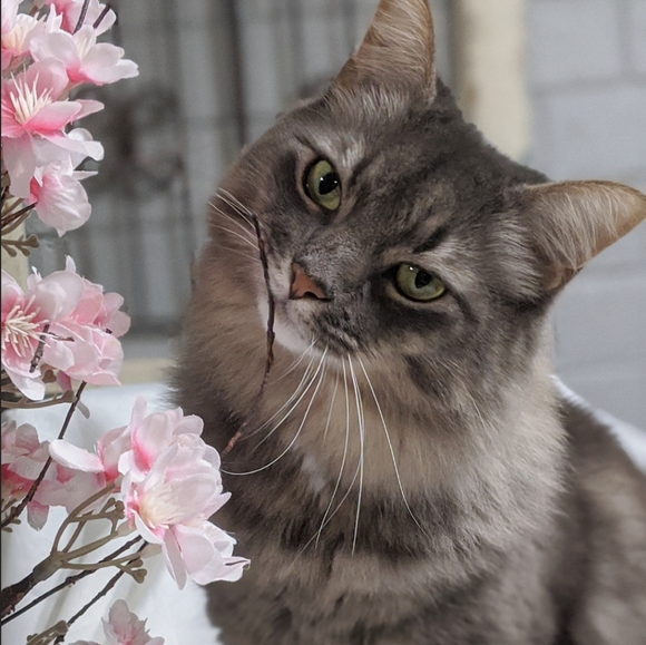 Meet your Posher, Jillian - Picture 4 of 4